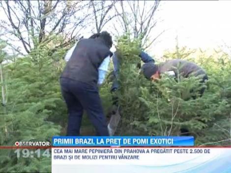 Primii brazi de Craciun se vand deja pe marginea drumului, la pret de arbori exotici