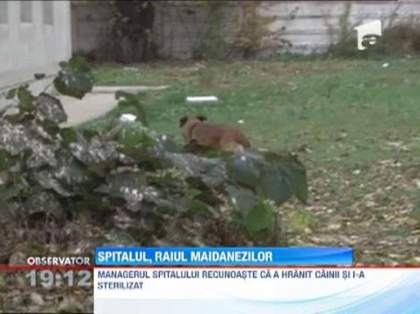 Spitalul Gaesti, raiul cainilor fara stapan 