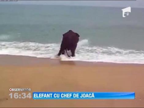 Vezi aici cum se relaxeaza un elefant pe o plaja!