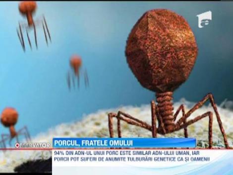 Asemanarile dintre oameni si porci ar putea duce la o noua era in domeniul transplanturilor