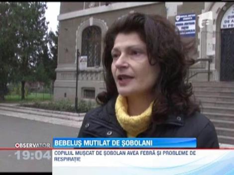 Bebelus de numai doua luni, mutilat de sobolani