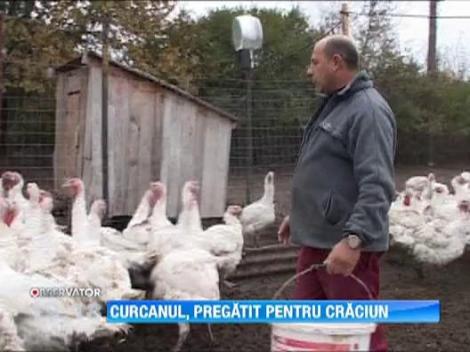 Curcanul ia locul fripturii de porc, chiar si de sarbatori