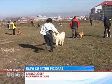 Elevi cu patru picioare