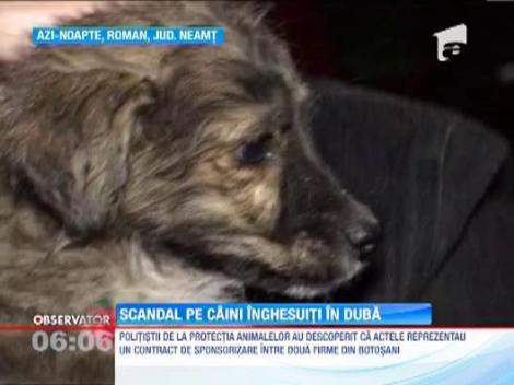 Scandal mare la poarta unui adapost de animale din Botosani!