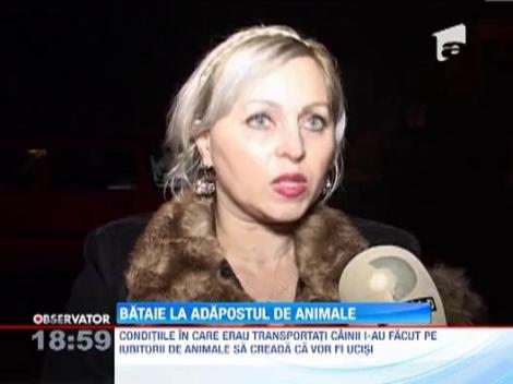 Bataie la adapostul de animale din Botosani