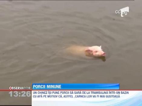 Un fermier chinez isi obliga porcii sa sara de la trambulina