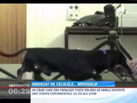 Un tratament experimental i-a oferit unui caine sansa sa umble din nou pe labutele lui