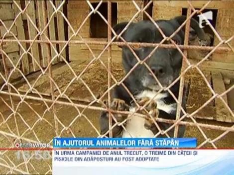Campania "Ajuta animalele din adaposturi" s-a incheiat. Peste 5.000 de caini si pisici vor primi hrana
