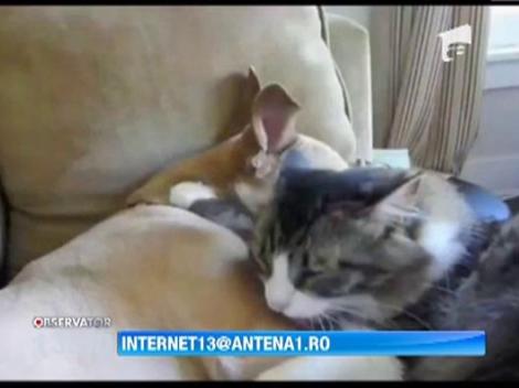 Cainele si pisica, prieteni la catarama