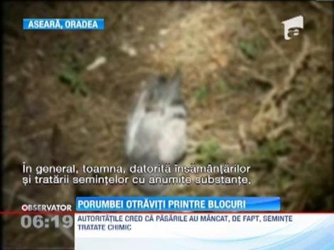 Zeci de porumbei morti pe strazile din Oradea