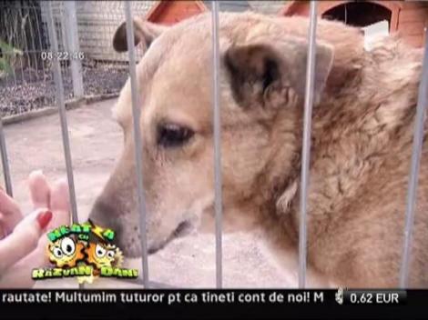 Orele dedicate protectiei animalelor au fost introduse in unele scoli din Romania