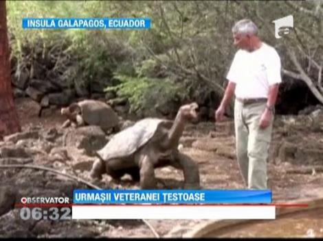 O specie de broasca testoasa considerata disparuta, redescoperita