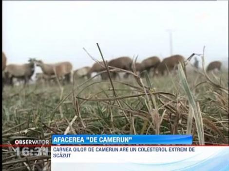 Oile de Camerun baga spaima-n miorite: Au carnea dulce si mananca uscaturi!