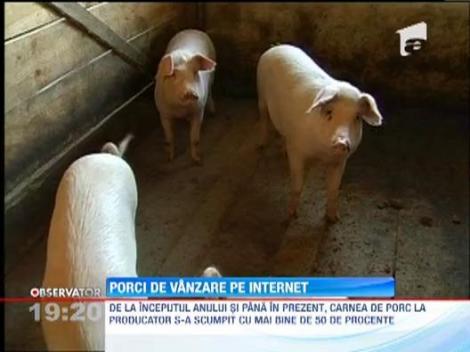 La tara a inceput deja Ignatul! Crescatorii de porci si-au scos animalele la vanzare pe internet