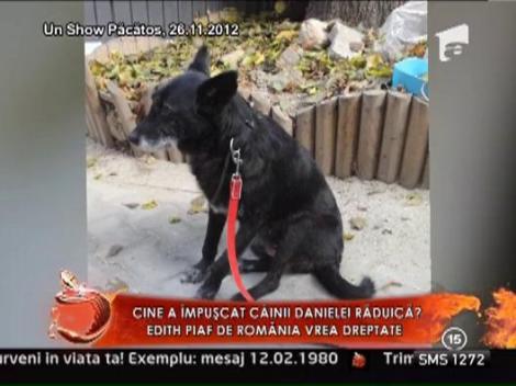 Edith Piaf de Romania vrea razbunare! Cine i-a impuscat cainii?