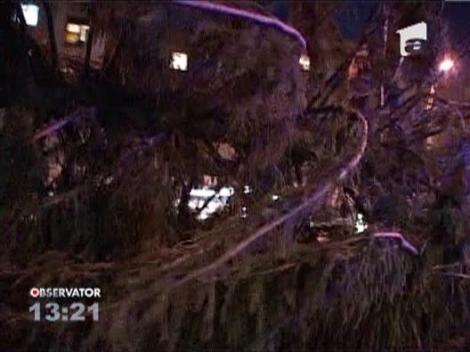 Cel mai inalt brad de Craciun din Romania va fi montat la Baia Mare