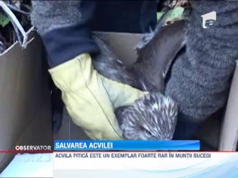O acvila pitica a fost salvata de un salvamontist in Sinaia