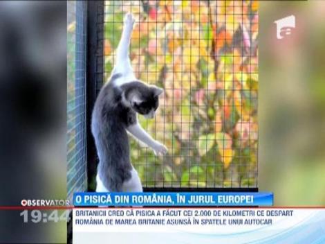 O pisica din Romania, in jurul Europei