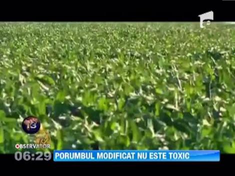 Agentia Europeana pentru Siguranta Alimentara a decis ca porumbul modificat genetic sa ramana pe piata