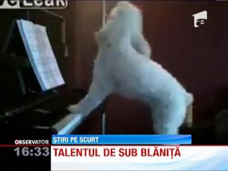 VIDEO! Un caine din Statele Unite este mare cantaret... la pian