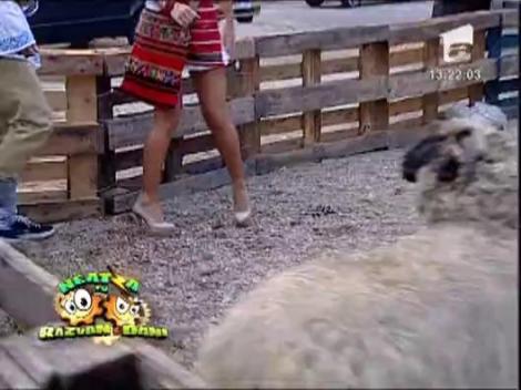 Neatza de Ziua Nationala: Radu Ille danseaza "Gangnam Style" cu oile lui Razvan!