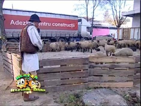 Razvan, ciobanas cu 30 de oi