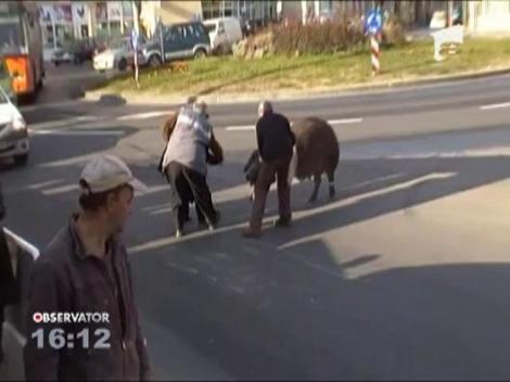 Povestea porcului: Presimtind ca-i vine sfarsitul, animalul a tulit-o cat ai zice peste pe strazile orasului Baia Mare