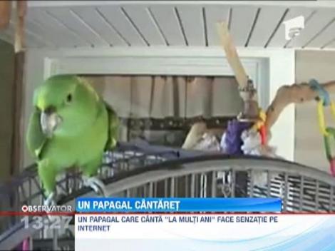 Un papagal care canta "La multi ani" face senzatie pe internet!