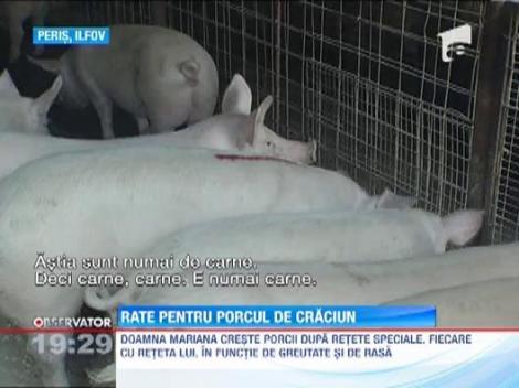 Porcul de Craciun se vinde si in rate