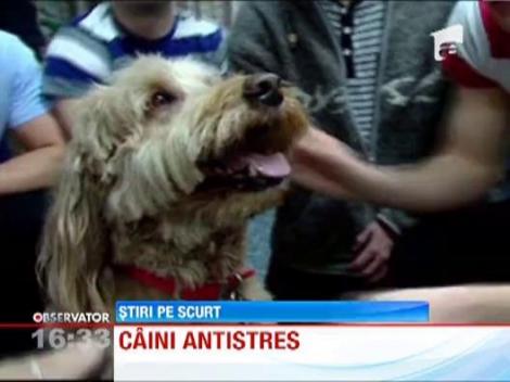 Studentii canadieni scapa de stres cu ajutorul terapiei cu caini