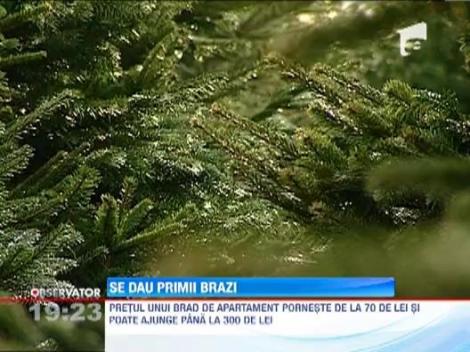Romanii se grabesc sa-si cumpere brazii pentru Craciun