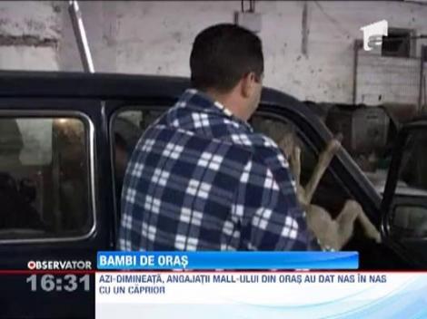 O caprioara a gonit pe strazile din Resita