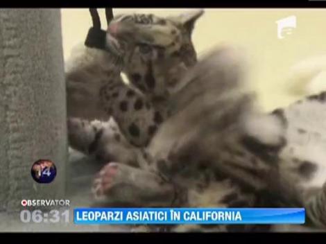 Doi pui de leopard asiatic au fost prezentati la gradina zoologica din San Diego