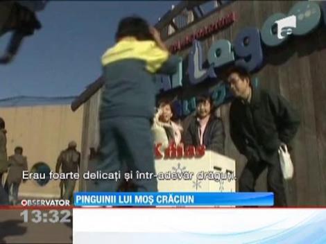 Pinguinii lui Mos Craciun