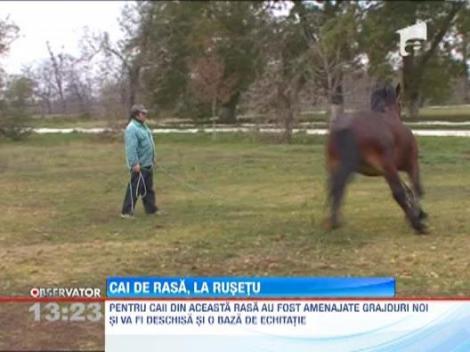 Rase de cai pe cale de disparitie, la herghelia de la Rusetu