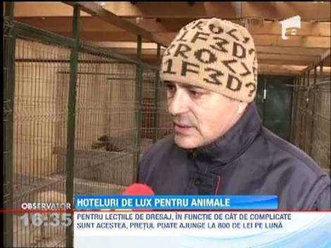 Hotelurile pentru animale, la mare cautate in perioada sarbatorilor de iarna