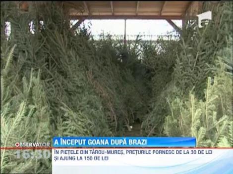 A inceput goana dupa brazii de Craciun