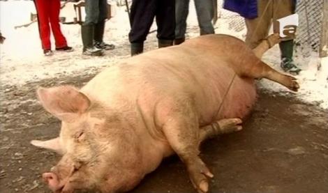 Taierea porcului, principala activitate a romanilor inainte de Sarbatori