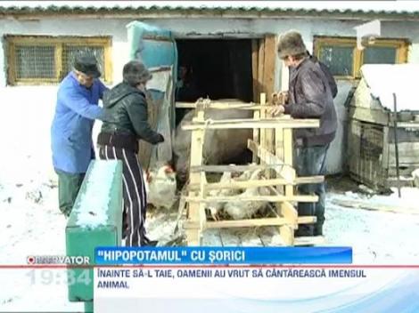 O familie din Cluj a sacrificat un porc de 500 de kilograme