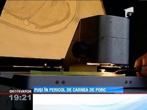 Pusi in pericol de carnea de porc