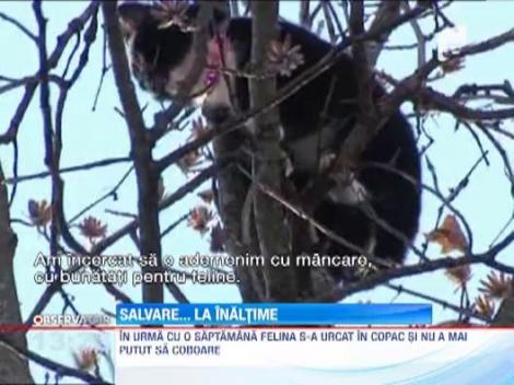 Un catarator profesionist si-a riscat viata pentru o pisica