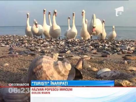 Un stol de lebede albe a poposit la malul Marii Negre spre bucuria localnicilor