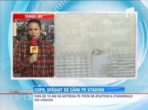 Copil sfasiat de caini pe o pista de atletism