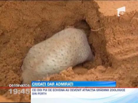 Doi pui de echidna sunt atractia unei gradini zoologice din Australia