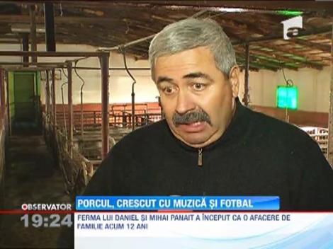 Porci crescuti cu Vivaldi si fotbal, la o ferma de langa Bucuresti