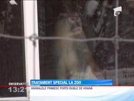 Animalele de la ZOO primesc tratament special impotriva frigului 