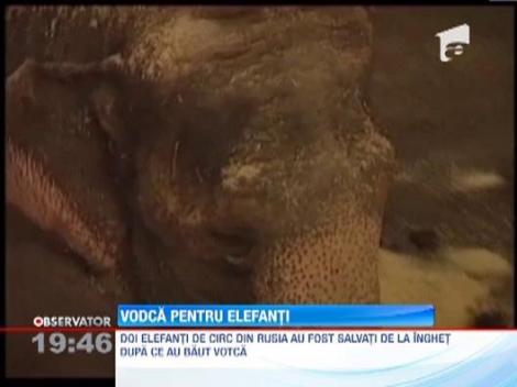 Doi elefanti de circ din Siberia au fost salvati de la moarte cu vodca