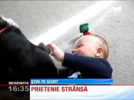 Cainele, cel mai bun tovaras al omului. Un Rotweiller se joaca alaturi de un bebelus