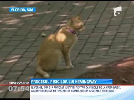 Procesul pisicilor lui Ernest Hemingway