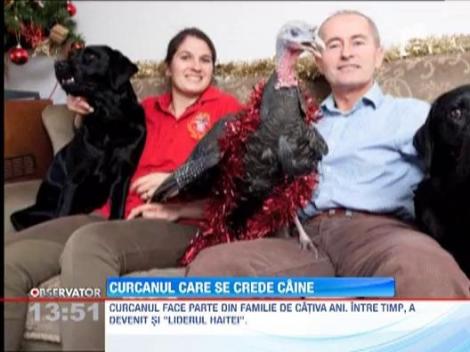 Un curcan din Marea Britanie se crede caine. S-a impus si este liderul grupului